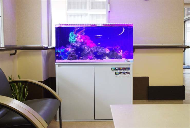 青い照明に照らされた海水魚水槽と白い水槽台