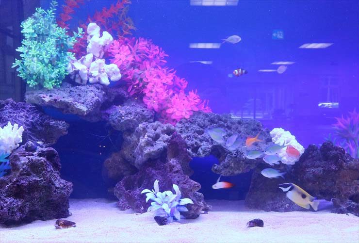 岩組と人工サンゴで彩られた海水魚水槽のレイアウト