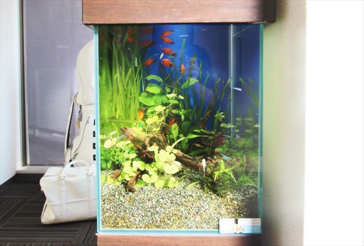赤い魚とネオンテトラの仲間が泳ぐ水草水槽の全景