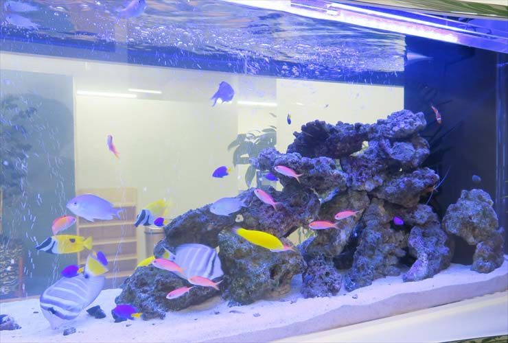 岩組みの周りを泳ぐ色鮮やかな海水魚と大型の海水水槽