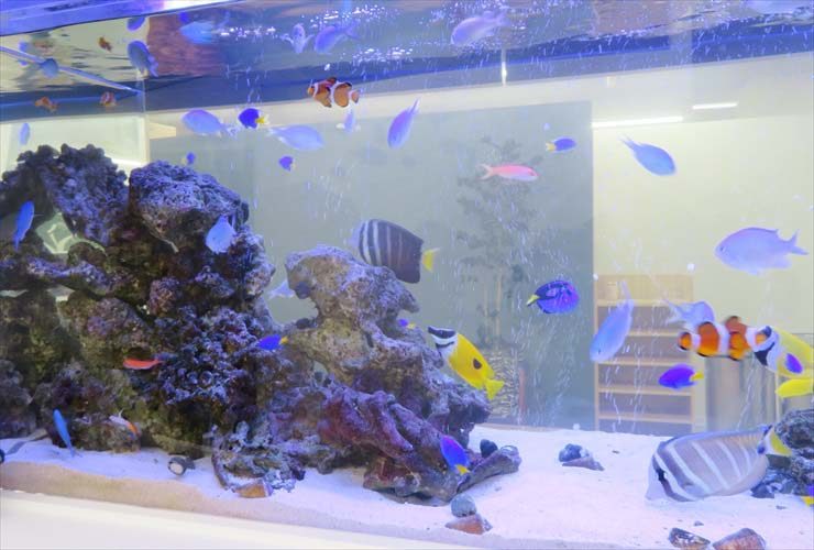 ライブロックと多彩な海水魚が泳ぐ大型海水水槽