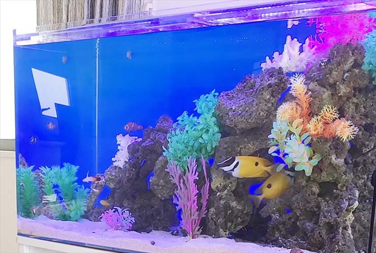 岩組と人工サンゴで彩られた海水魚水槽を泳ぐ熱帯魚たち