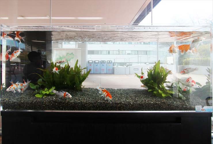 水草と金魚が泳ぐ黒い砂利の大型水槽の全景