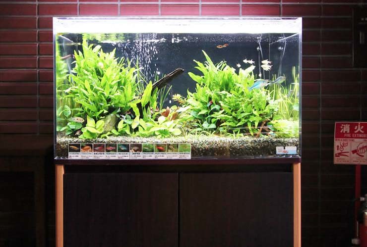 水草が茂る水槽と泳ぐ小型魚や流木のレイアウト