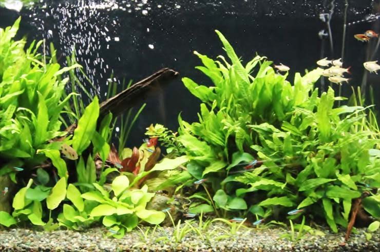 水草が茂る水槽内を泳ぐネオンテトラの仲間と小型熱帯魚