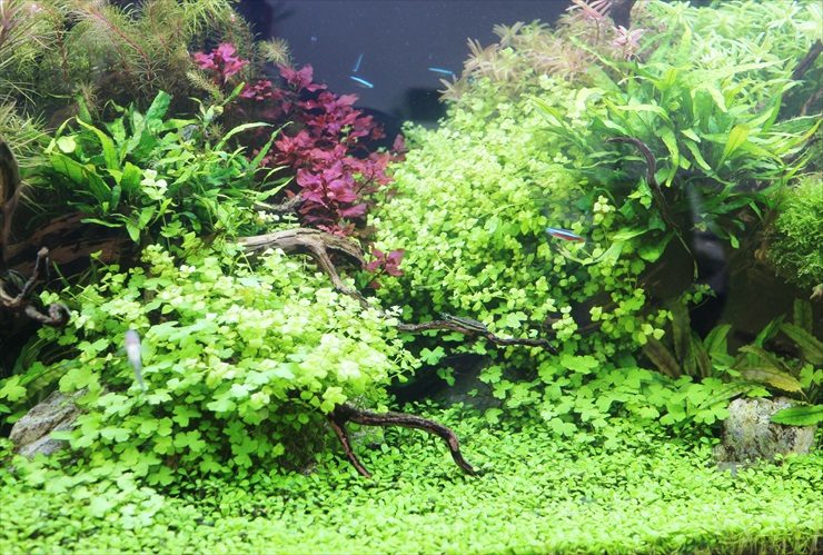 水草が茂る水槽内を泳ぐネオンテトラの仲間と流木