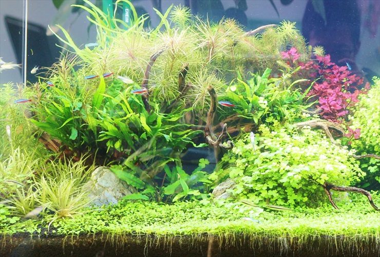 水草が茂る水槽内を泳ぐネオンテトラの仲間と流木