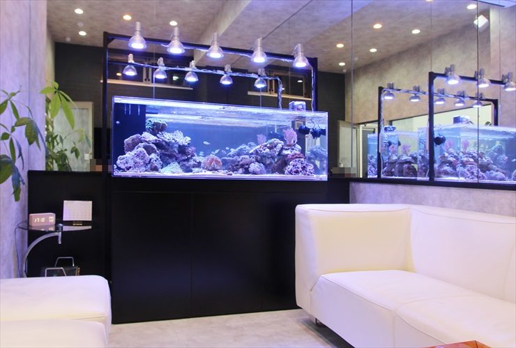 白いソファがある部屋の大型海水魚水槽