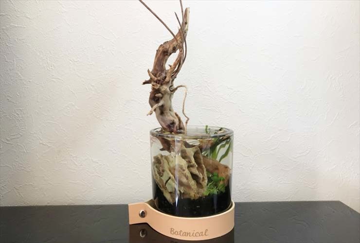 流木が突き出た小型円柱水槽と水草のレイアウト