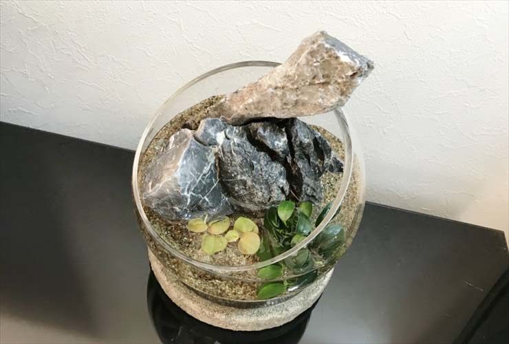 円形ガラス容器内の石と水草のボトルアクアリウム