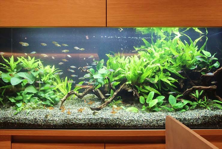 流木と水草を配置した水槽内を泳ぐ小型カラシンの群れ