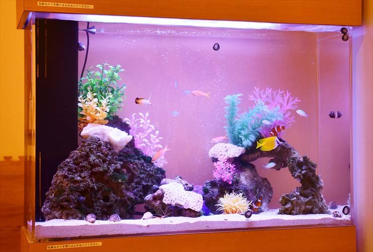 海水魚と人工サンゴが泳ぐ明るい照明の海水水槽