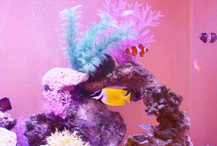 岩組と人工水草に囲まれて泳ぐ海水魚とクマノミの仲間