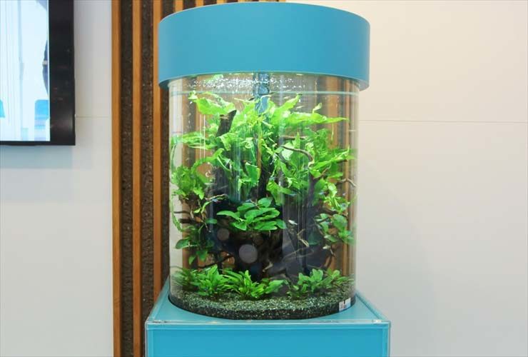 水草が茂る円柱型水槽と青い専用台のレイアウト