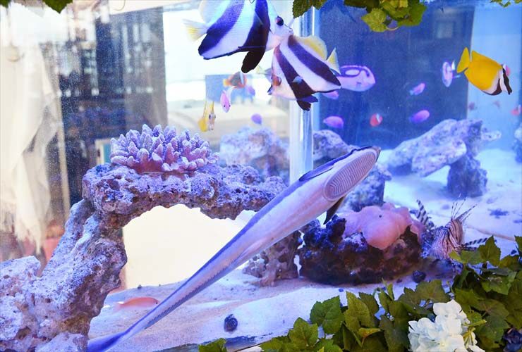 海水魚とサンゴが泳ぐ大型の海水水槽レイアウト