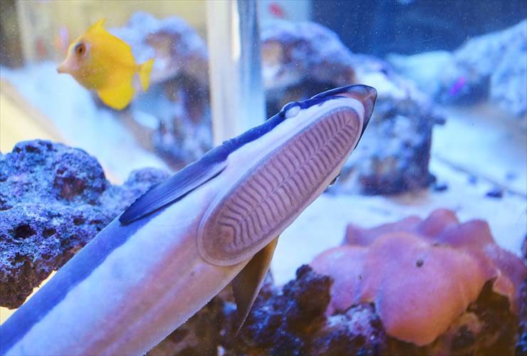 水槽のガラス面に吸着するコバンザメの吸盤と海水魚