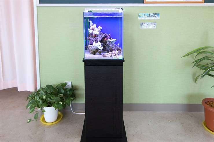 黒い水槽台に設置された小型海水魚水槽と観葉植物