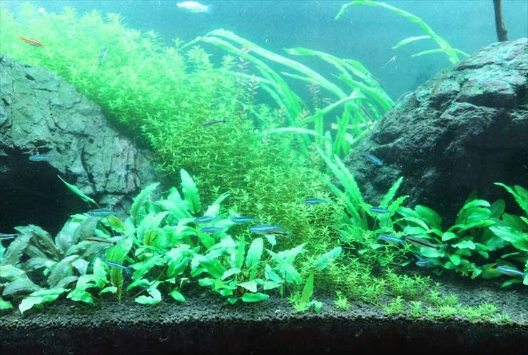 水草が茂る水槽内を泳ぐネオンテトラの仲間と岩のレイアウト