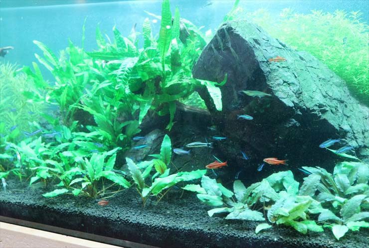 岩と水草が配置された水槽内を泳ぐネオンテトラの仲間