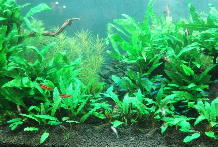 水草が茂る水槽内を泳ぐネオンテトラの仲間と小型熱帯魚
