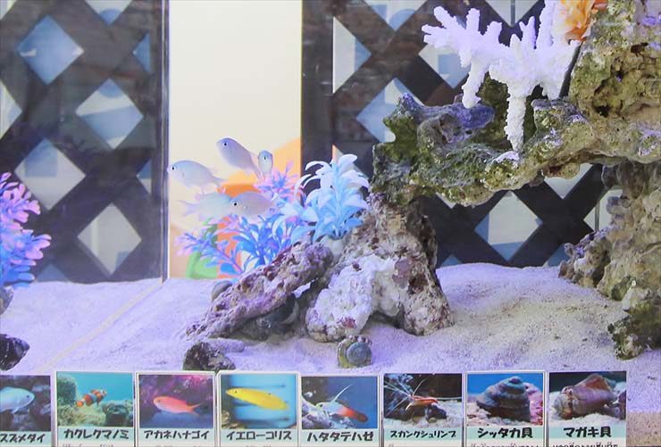 海水魚の紹介パネルが貼られたサンゴ砂の海水水槽