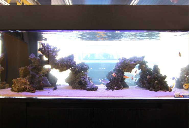 ライブロックを組んだ海水魚水槽と泳ぐ熱帯魚の全景