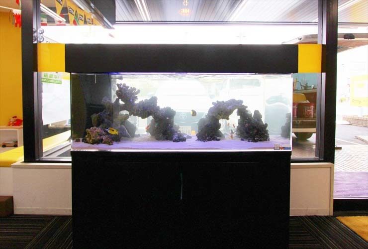 黒い水槽台に設置された大型の海水魚水槽とライブロック