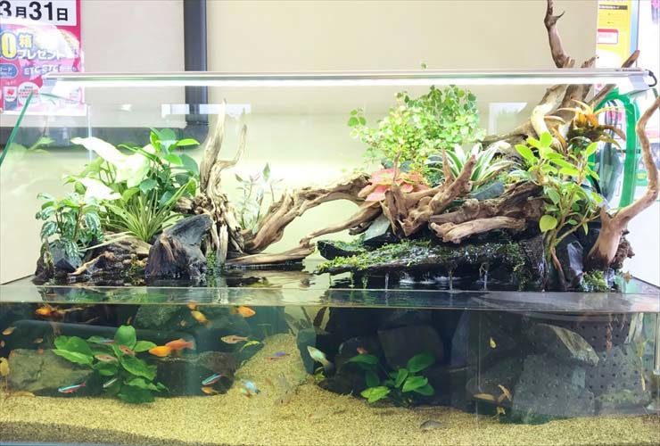 流木と水草を配置したアクアテラリウム水槽と熱帯魚
