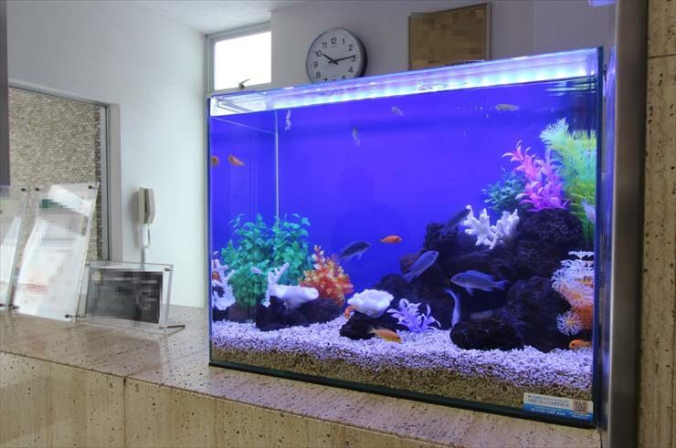 青い背景に岩と人工水草を配置した熱帯魚水槽の設置例