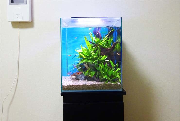水草と流木を配置した小型水槽と黒い水槽台