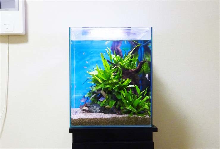 流木と水草を配置した小型の熱帯魚水槽の全景
