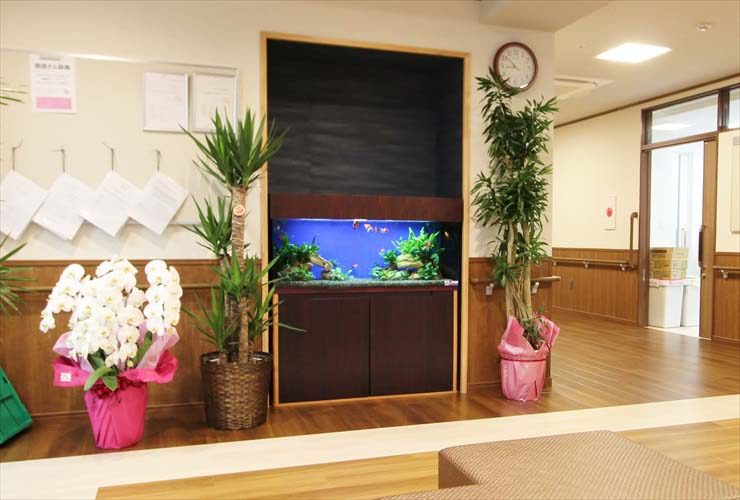 壁に埋め込まれた大型水槽と周囲の観葉植物や胡蝶蘭の花