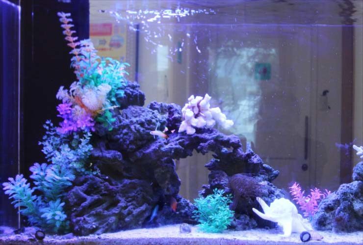岩組と人工水草でレイアウトされた海水魚水槽の全景