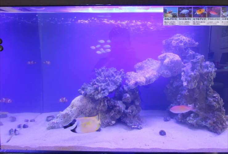 青い照明の海水魚水槽とライブロックのレイアウト