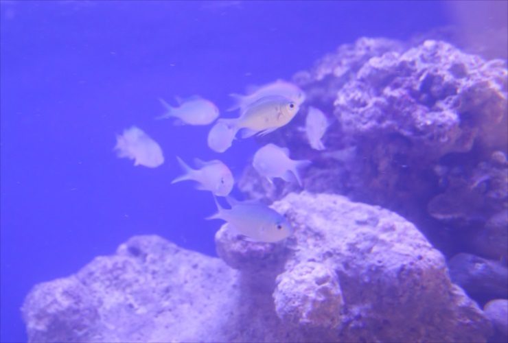 ライブロックの周りを泳ぐ海水魚の群れ