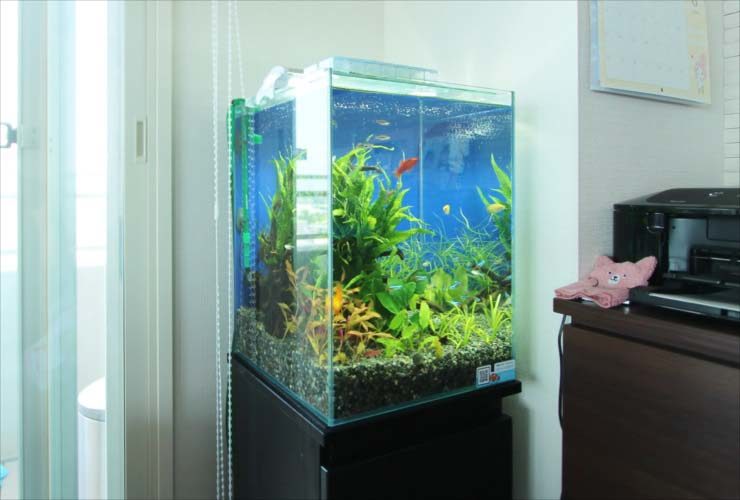 水草が茂る水槽と泳ぐ熱帯魚の室内設置風景