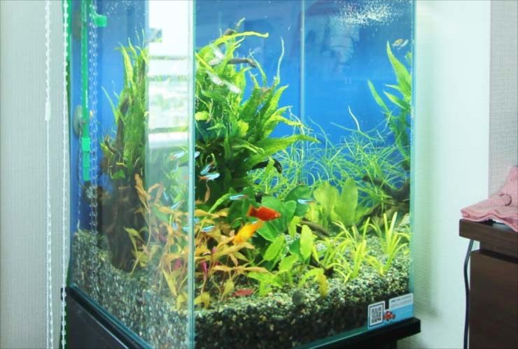 水草とネオンテトラの仲間が泳ぐ青い背景の水槽