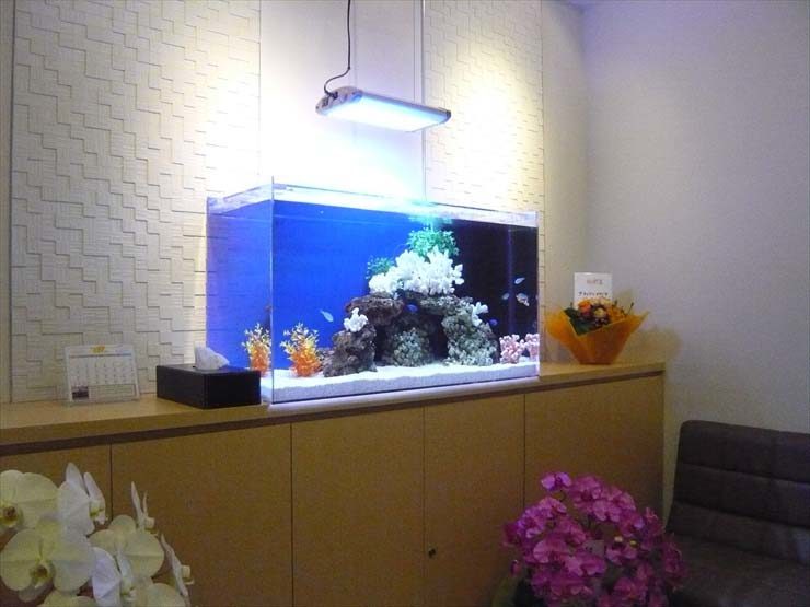 白いサンゴと岩を組んだ青い背景の海水魚水槽