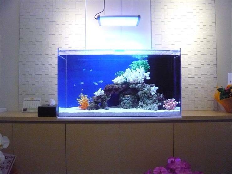青い背景に白いサンゴと岩を配置した海水魚水槽