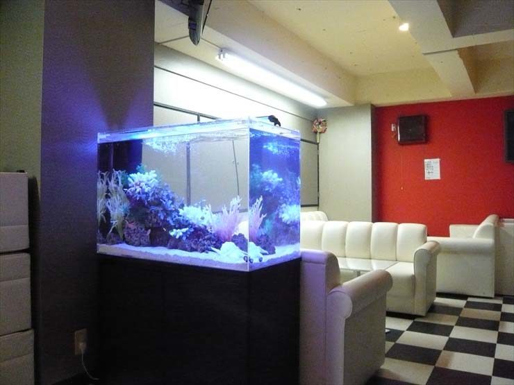 白いソファがある室内に置かれた海水魚水槽