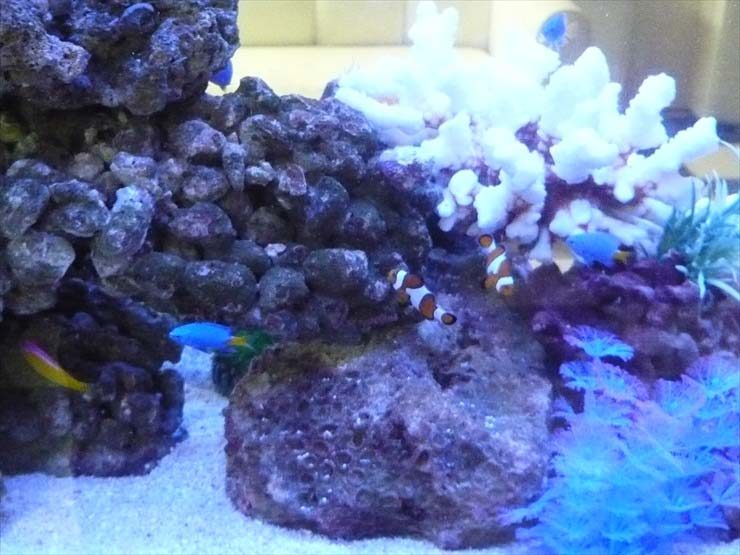クマノミと青い海水魚が泳ぐライブロックの水槽内景
