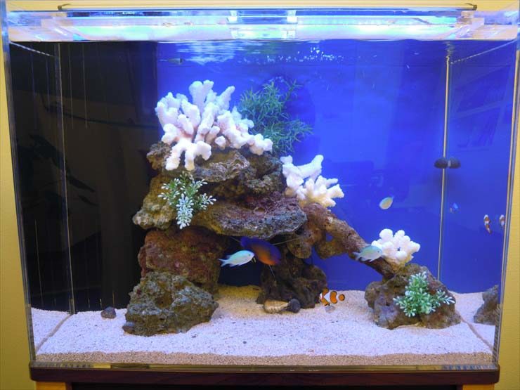 白いサンゴと岩を組んだ海水魚水槽のレイアウト
