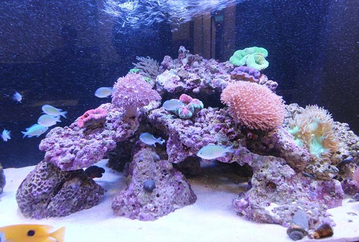 サンゴと海水魚が泳ぐライブロックを組んだ海水水槽