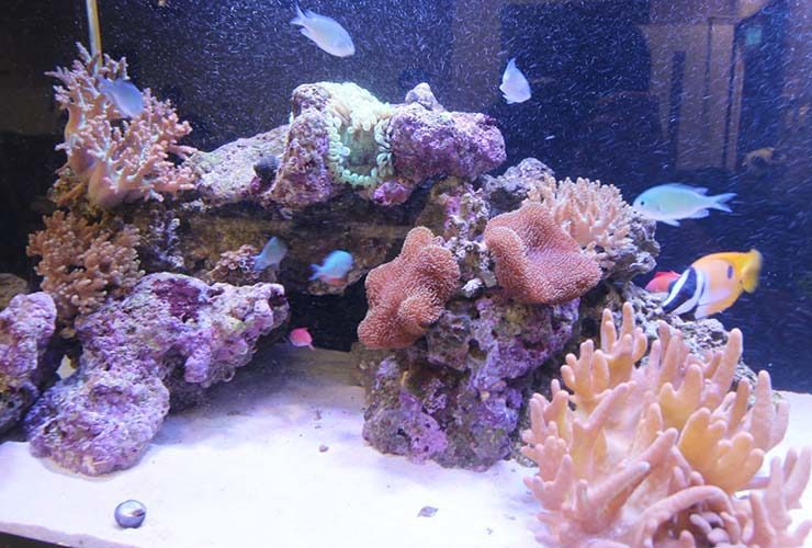 サンゴと海水魚が泳ぐライブロックの海水槽内景
