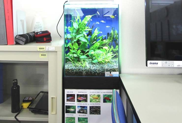 オフィスに設置された水草と小型魚の淡水魚水槽