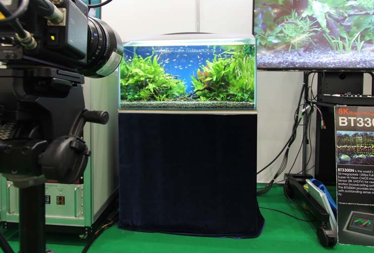 ビデオカメラで撮影される水草水槽とモニター画面