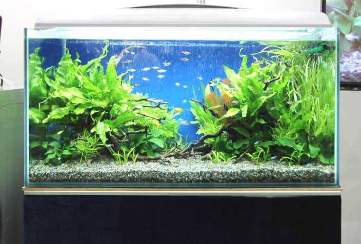 水草と小型カラシンが泳ぐ青い背景の熱帯魚水槽