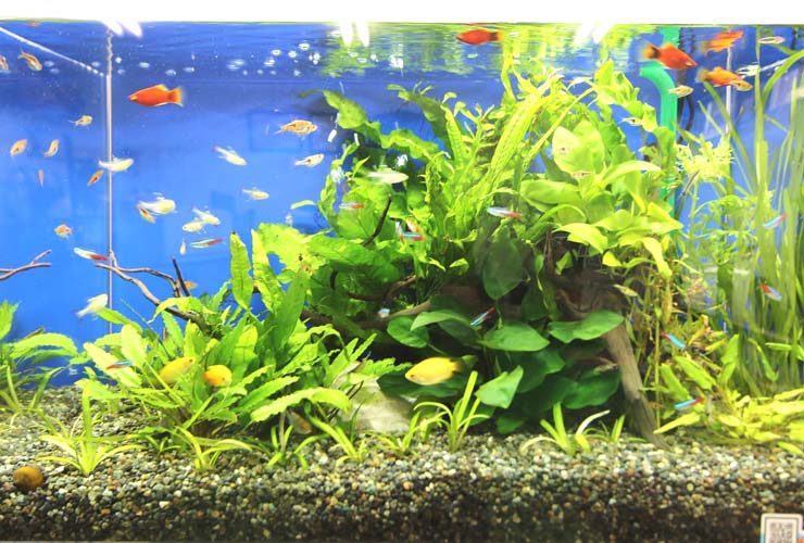 水草が茂る水槽内を泳ぐネオンテトラの仲間と小型熱帯魚群