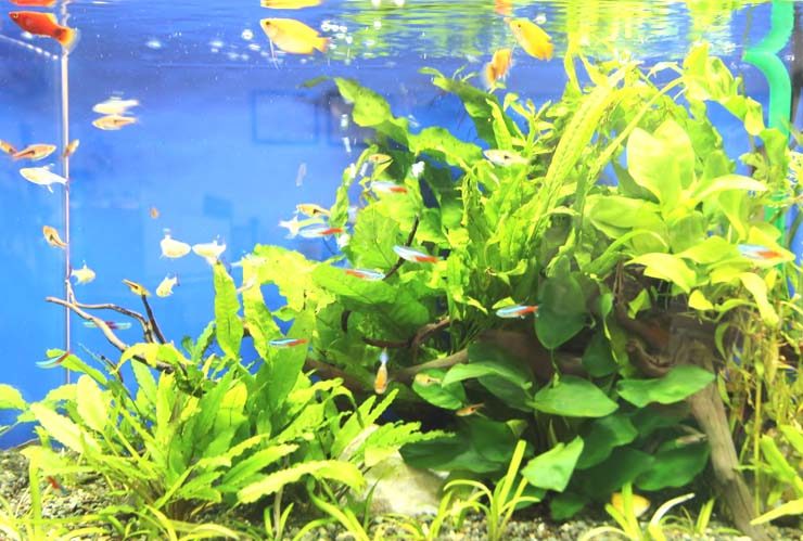 水草が茂る水槽内を泳ぐネオンテトラの仲間と熱帯魚群