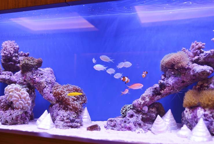 美容クリニックの空間に映える、透明感のある大型海水魚水槽（透明感のある海の世界を表現した、美容クリニック向け海水魚水槽）
